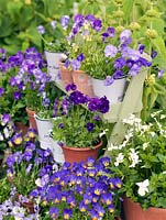 Collection of hardy, perennial violas, planted in pots, and displayed on shelves. Varieties include Fiona Lawrenson, Helen Dillon, Jennifer Andrews, Lucy, Columbine, Josie and Pat Kavanagh.