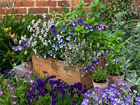 Old wine box planted with hardy perennial violas - white Purity, pink V. cornuta Victoria's Blush, pale blue and white Desdemona, purple Annette Ross and stripy Rebecca. In clay pot to right, Columbine.
