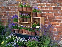 Displayed in old wine boxes, against brick wall, pots of hardy perennial violas. From top, left to right. Palmer's White, Delia, V. cornuta Pat Kavanagh, Lucy, Katerina. Middle - Nora, Columbine, Raven. Bottom shelf Ardross Gem, Myfanwy, white Purity, Julian, Mark's Dainty, Letitia, Mark's Dainty, Irish Molly, Ardross Gem, Purity. Below: Grey Owl, Josie, Helen Dillon and Vita.
