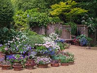By garden gate and bench, summer pots of hosta, petunia, marguerite, Convolvulus sabatius, lobelia, pelargonium, box, busy-lizzie, diascia, geranium and succulents.