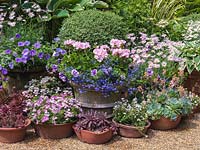 Summer pots of hosta, petunia, marguerite, Convolvulus sabatius, lobelia, box, busy-lizzie, diascia, geranium and succulents.