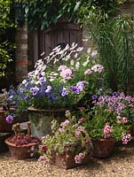 Summer pots of hosta, petunia, marguerite, Convolvulus sabatius, lobelia, pelargonium, toadflax and succulents.