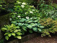 Hosta George Smith, Paul's Glory. Hydrangea arborescens Annabelle, Elaeagnus Quicksilver, golden elder, macleaya and acer in shady woodland corner.