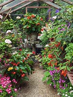 Greenhouse filled with pots of tibouchina, pelargonium, begonia, fuchsia, geranium.