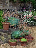 Container display of terracotta pots planted with succulents - Echeveria elegans and sempervivum. Behind, pot of marguerite, busy lizzies and lobelia.