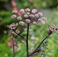 Angelica Ebony, a cow parsley-like perennial with tiny flowers on umbels, and purple stalks and stems.