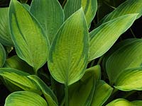 Hosta Emerald Tiara, plantain lily, a leafy perennial with lance-shaped, bright green, wavy leaves with darkk splashes down the margins. Spring until autumn.