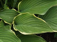 Hosta Regal Splendour, plantain lily, a leafy perennial with thick, deeply veined, pointed grey-green leaves with slender margins varying from white to yellow. Spring to autumn.