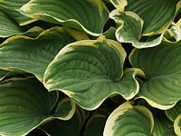 Hosta fluctuans Sagae, plantain lily, a leafy perennial with long lance-shaped, wavy and creamy margined leaves. Dull olive green above, glaucous beneath. Spring to autumn.