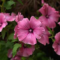Lavatera trimestris Silver Cup, mallow, an annual with pretty pink flowers with darker veining.