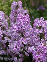 Phlox maculata Natascha, meadow phlox, a herbaceous perennial with tall stalks bearing clusters of flowers, striped lilac pink with white.