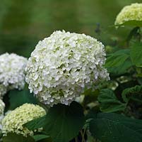 Hydrangea arborescens 'Annabelle', sevenbark, a deciduous shrub with huge, spherical flowerheads of crowded, dull white tiny flowers in summer.