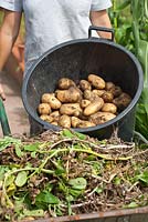 Harvesting Potatoes 'Sharpe's Express' in bucket, with a wheelbarrow of the haulms 