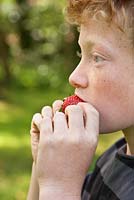 A young boy eating a strawberry
