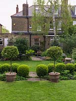 45m x 12m town garden seen over rectangular lawn divided by box balls and viburnum, to Edwardian townhouse by silver birch.