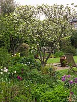 Old apple tree in bed of tulips, stocks, paeonies and hardy geranium. Beyond, water feature and bench. 45m x 12m town garden. 