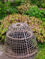 Woven basketware seedling protector sit over a pot to protect it from birds.