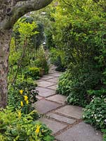 Tunnel-like path of concrete slabs laid diagonally, the gaps filled with gravel. Edged in Tulipa 'West Point', paeony, symphytum, lamium and hellebore.