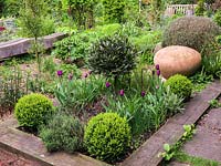 Herb and gravel garden with raised bed of four box balls, thyme and tulips round a central standard bay tree. Dome shaped terracotta seat next to rosemary bush. 