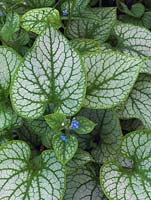 Brunnera macrophylla 'Jack Frost', a rhizomatous perennial with silvered, ornamental leaves and tiny blue flowers in spring.