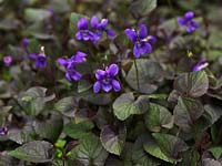 Viola labradorica, Labrador violet, a semi-evergreen perennial with kidney-shaped leaves and purple flowers in spring.