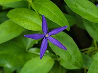 Vinca major var. oxyloba, syn. Dartington Star, greater periwinkle, is a dense, evergreen, prostrate shrub which in spring bears star-shaped, deep blue flowers.