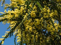 Acacia pravissima, mimosa, a small, slightly tender tree which in spring bears masses of tiny, bright yellow flowers.