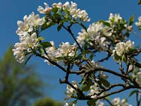 Malus - An old apple tree is smothered in pink and white blossom in spring.