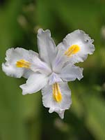 Iris confusa, a tiny white crested iris