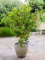 Miniature, ornamental orange tree in pot on patio