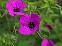 Geranium sanguineum 'Max Frei', cranesbill or hardy geranium, in summer forms leafy clumps studded with bright pink flowers. Good ground cover plant.