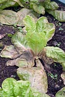 Botrytis on lettuce plant
