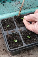 Planting summer cabbage seedlings into modules