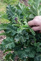 Picking purple sprouted broccoli