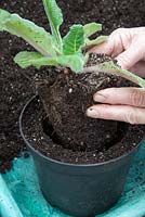 Potting a Streptocarpus - Cape Primrose. Place the rootball into the new pot