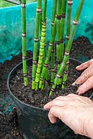 Potting up a clump of Equisetum  hymale - ornamental Horsetail