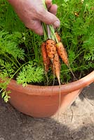 Harvesting carrots grown in a container