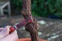 Potting and care of a neglected grape vine - peel back bark to check for pests and disease