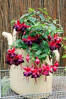 Fuchsia 'Gary Rhodes' growing in an old weathered watering can with the dark blooms cascading down the side. 
