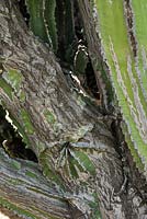 Cactus bark detail, showing aging in cacti. May, Andalucia, Spain