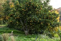 Mandarin laden with ripe fruit. Winter, La Huerta, Andalucia.