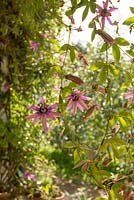Passiflora - Late summer and autumn flowering passionflower - October, La Huerta, Andalucia.