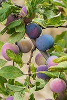 A variety of wild plum found in Spain. Late summer, La Huerta, Andalucia.