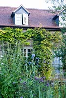 Snape Cottage in Dorset with Echinops, Centaurea  and Chicory in the foreground, Wisteria climbing house