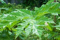 Heracleum mantegazzianum - Giant Hogwood Leaf