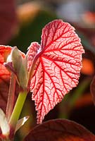 Begonia evansiana - backlit leaf