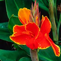 Canna 'Rosemond Coles', a perennial with dramatic orange flowers fringed with gold.