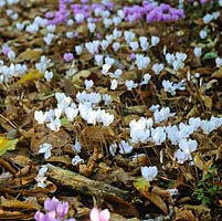 Cyclamen hederifolium carpet ground beneath trees in woodland, their pink or white flowers appearing in autumn prior to the leaves.