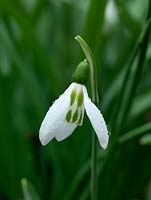 Galanthus, a chance seedling growing in the garden of Veronica Cross, a well-known C20 Galanthophile. Under trial. Nicknamed 'Harlequin'