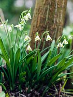 Galanthus, a chance seedling growing in the garden of Veronica Cross, a well-known C20 Galanthophile. Under trial. A Trym 'babe'.